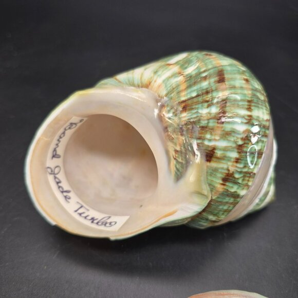 Natural Polished Green Jade Turbo & Abalone Shells Decorative Display DH1361 - Picture 4 of 5